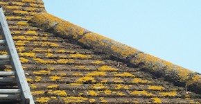 Gravesend roof before cleaning and moss removal